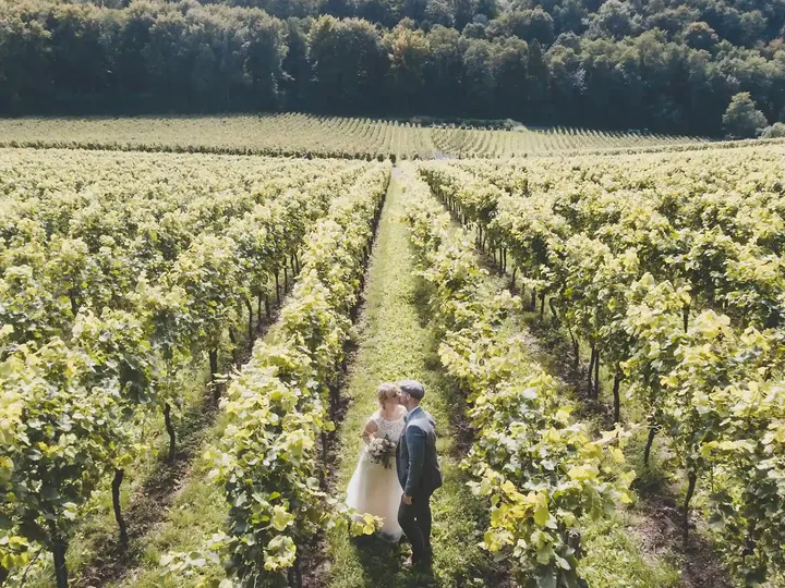 Wedding couple in a vineyard
