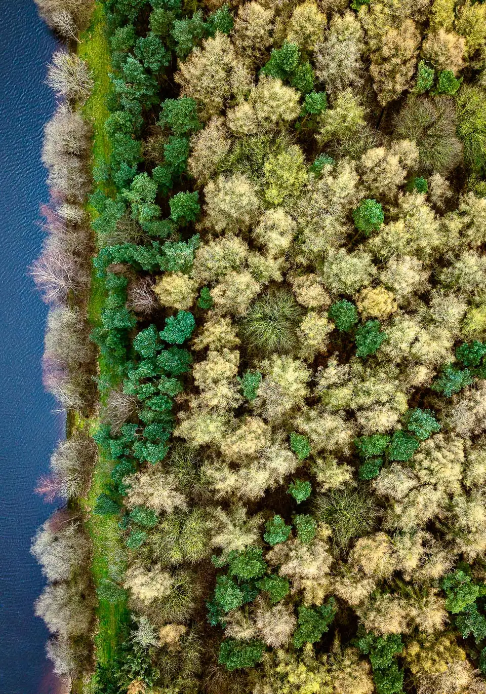 Woodland beside Eccup Reservoir, Leeds, from directly above