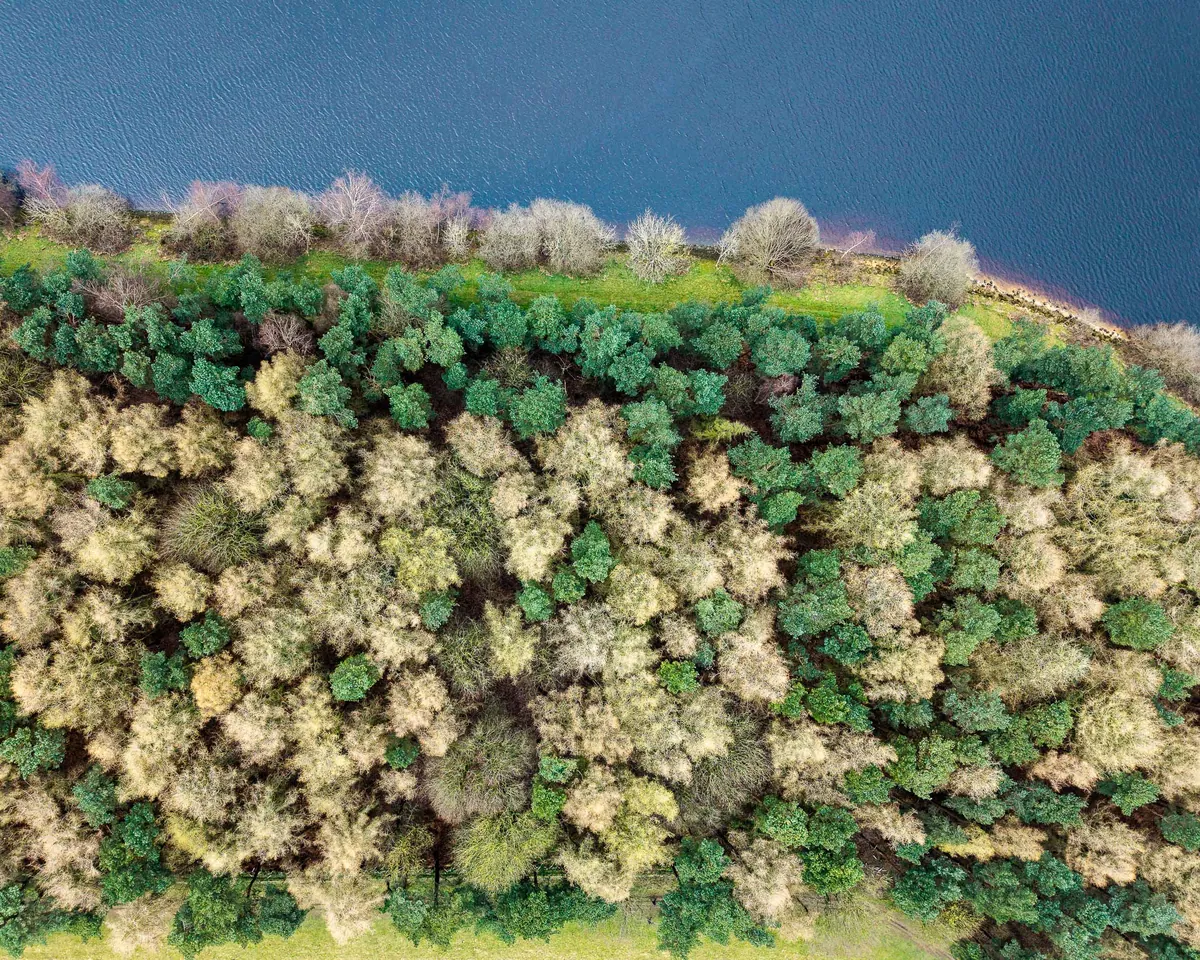 Woodland meeting the water at Eccup Reservoir, Leeds, seen from directly above