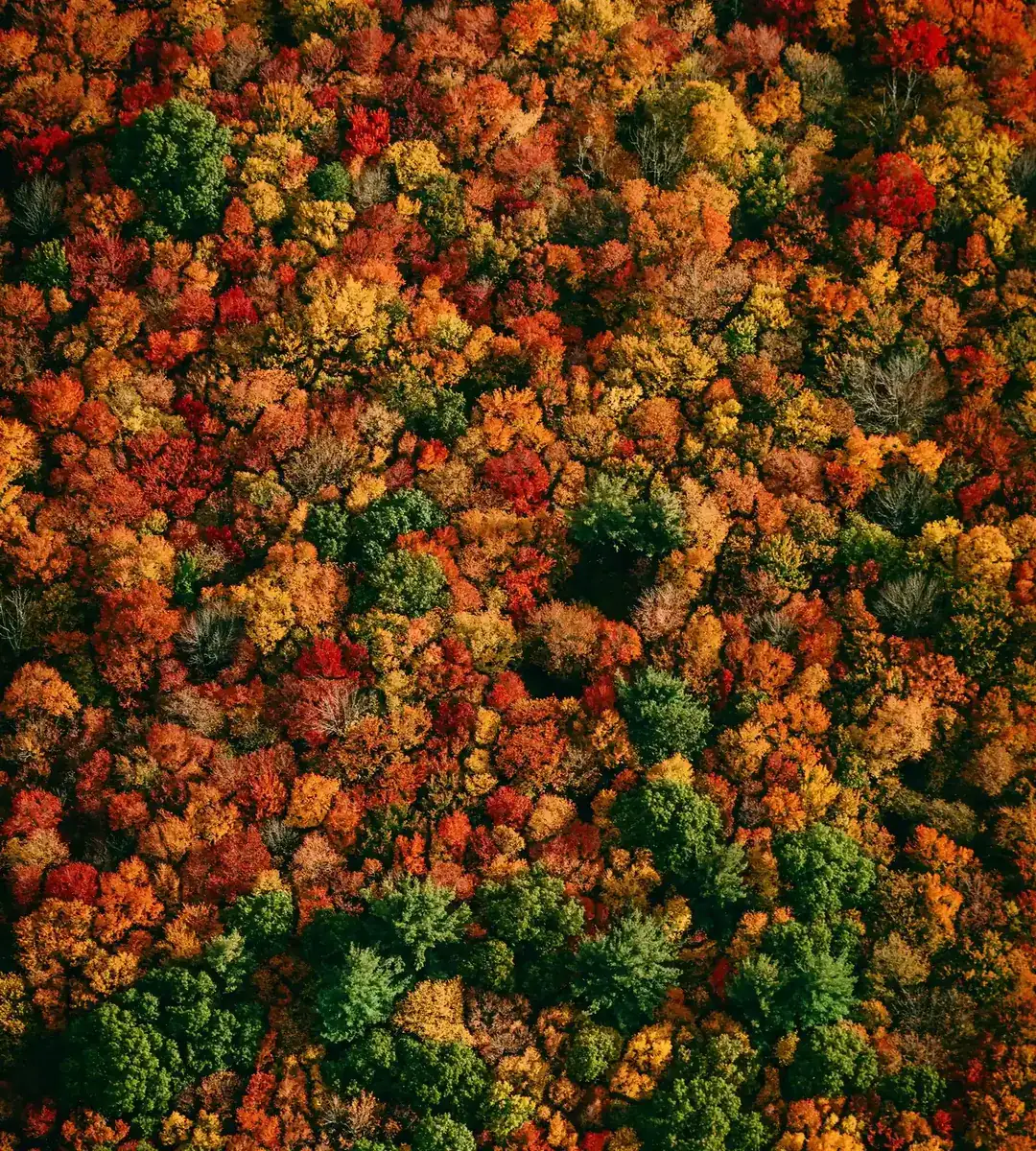 Autumn woodland canopy in orange, red and green from directly above