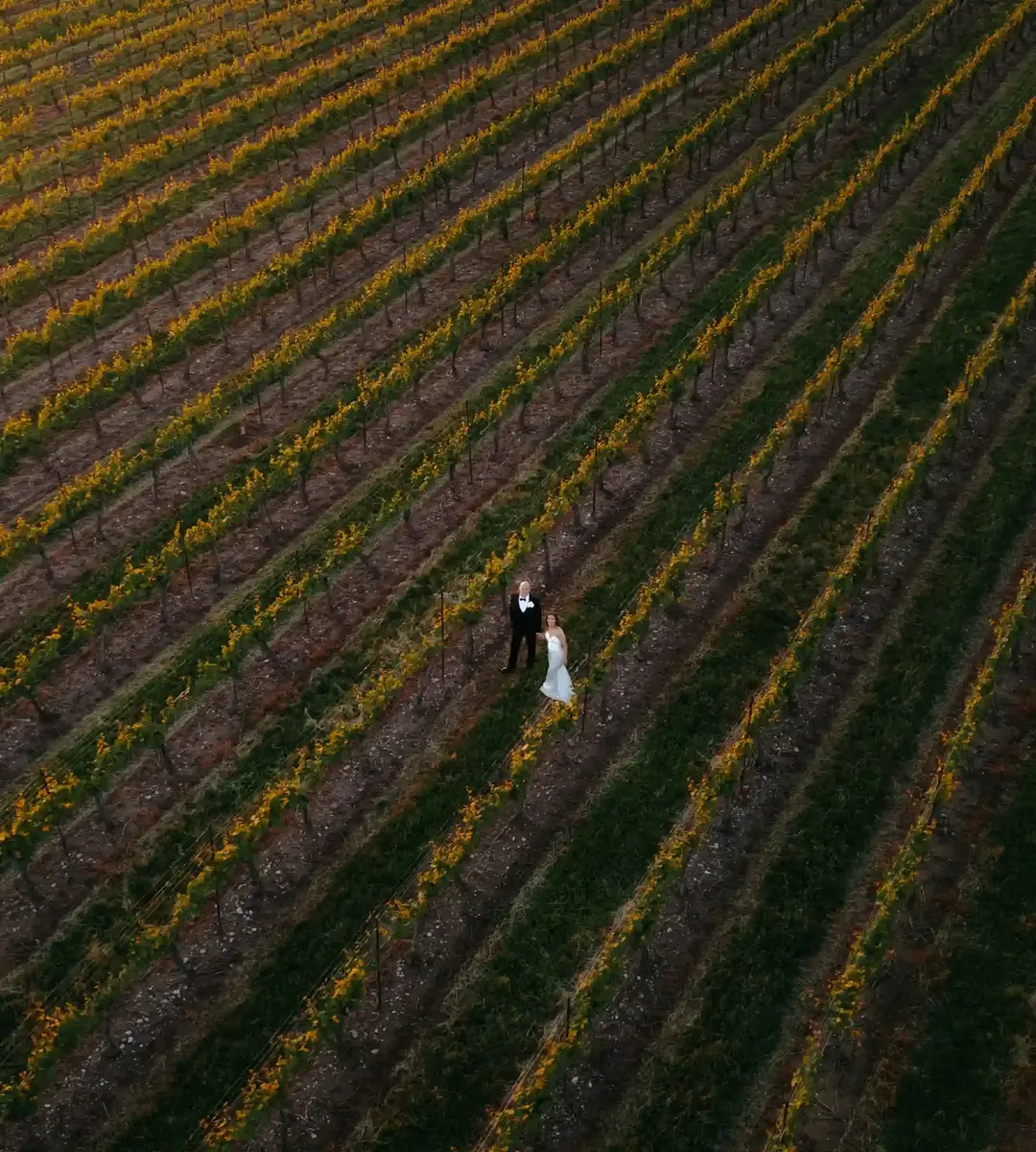 Wedding couple in a vineyard, photographed from a drone