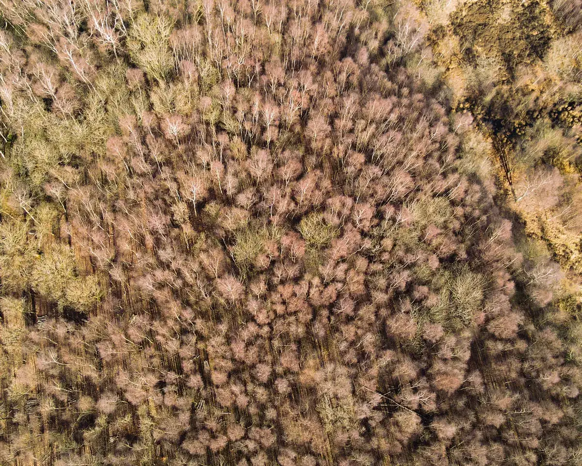 Woodland on Skipwith Common near York, from directly above